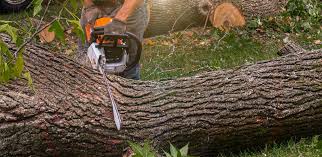 Lawn Watering Services in Montgomeryville, PA
