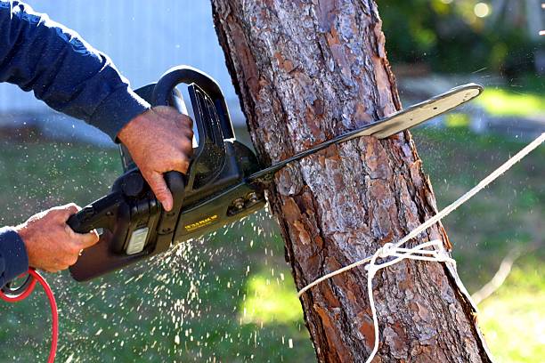 Best Pest Control for Lawns  in Montgomeryville, PA