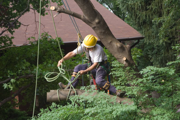 Best Tree Fertilization  in Montgomeryville, PA