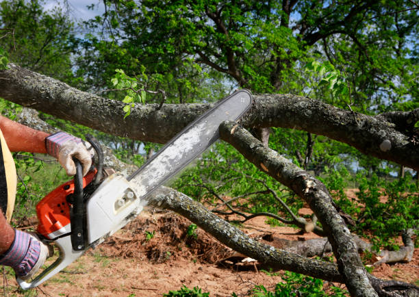 Best Lawn Irrigation Installation and Maintenance  in Montgomeryville, PA